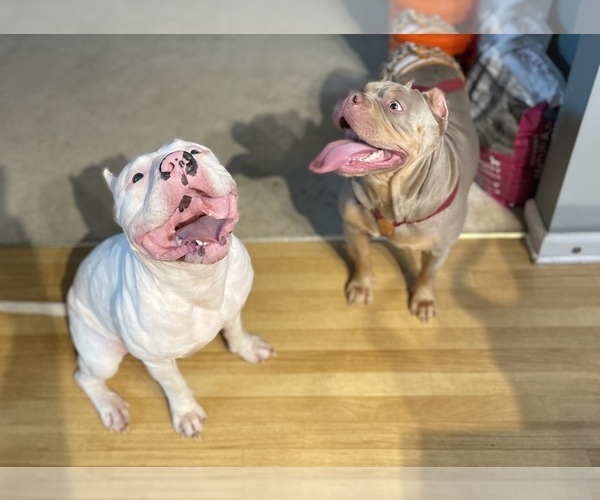 Medium Photo #1 American Bully Puppy For Sale in LOGANVILLE, GA, USA