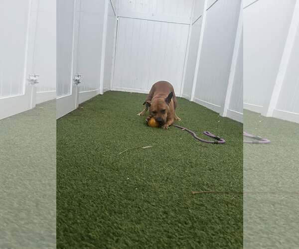 Medium Photo #4 American Pit Bull Terrier Puppy For Sale in Pompano Beach , FL, USA