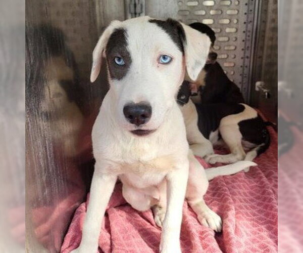 Medium Photo #1 American Staffordshire Terrier-Unknown Mix Puppy For Sale in San Antonio, TX, USA