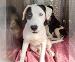HERSHY - Male American Staffordshire Terrier-Unknown Mix Dog for Adoption - Small photo