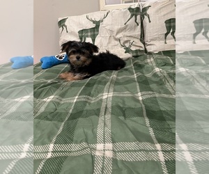 Poodle (Toy)-Yorkshire Terrier Mix Puppy for sale in BENSON, NC, USA