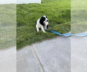 English Springer Spaniel Puppy for sale in IDAHO FALLS, ID, USA