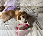 Small #9 American Foxhound