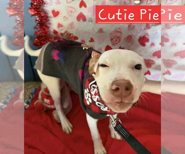 Medium Photo #5 Jack Russell Terrier-Unknown Mix Puppy For Sale in Sheboygan, WI, USA