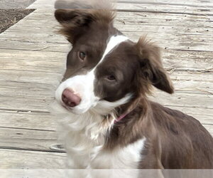 Millie - Female Australian Shepherd-Unknown Mix Dog for Adoption - Photo #2