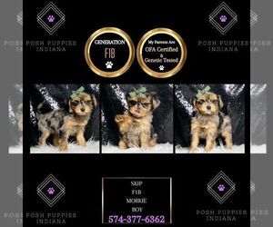 Medium Morkie