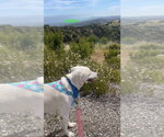 Small Photo #3 Labrador Retriever-Unknown Mix Puppy For Sale in Woodland Hills, CA, USA
