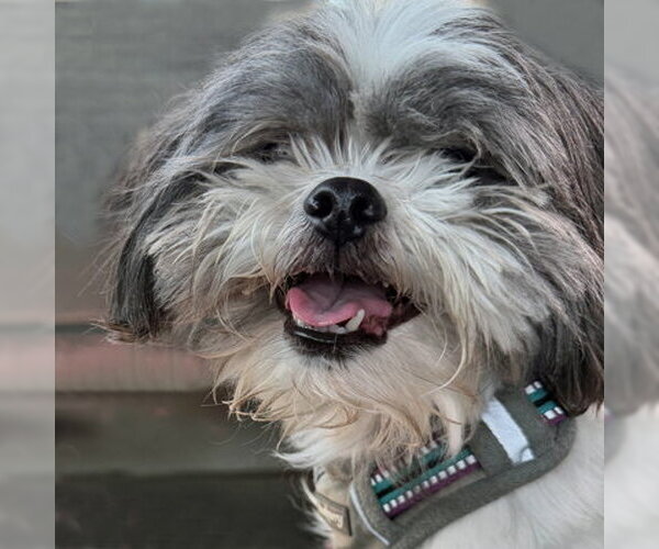 Medium Photo #5 Shih Tzu Puppy For Sale in Arlington, VA, USA