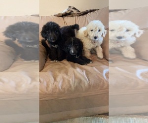 Pyredoodle Puppy for sale in PRYOR, OK, USA