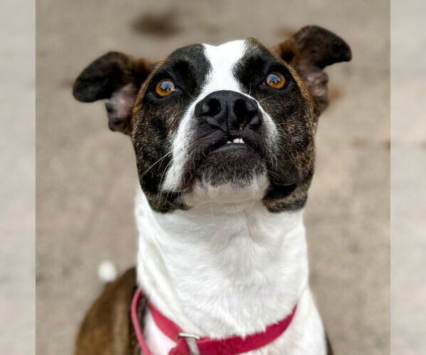 Medium Photo #18 Boxer-Unknown Mix Puppy For Sale in Canton, CT, USA