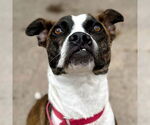Small #17 Boxer Mix