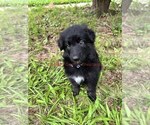 Small #8 German Shepherd Dog