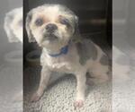 Small Shih Tzu Mix