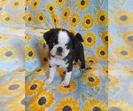 Small Photo #1 Pug Puppy For Sale in FREDERICK, MD, USA