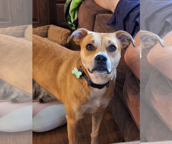 Medium Photo #1 Mutt Puppy For Sale in Greenville, SC, USA