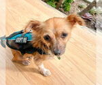 Small Photo #12 Chihuahua-Unknown Mix Puppy For Sale in Newport Beach, CA, USA