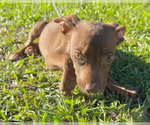 Small Photo #2 Bulldog-Unknown Mix Puppy For Sale in Tarrytown, GA, USA