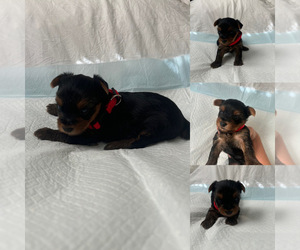 Yorkshire Terrier Puppy for sale in EXETER, CA, USA