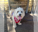 Small #1 Shih Apso