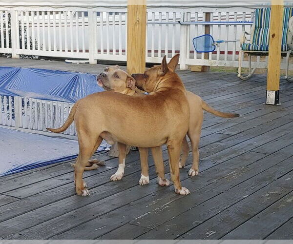 Medium Photo #4 Boxer Puppy For Sale in Holly Springs, NC, USA