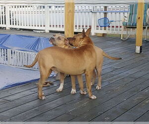 Clyde (bonded to Bonnie) - Male Boxer Dog for Adoption - Photo #4