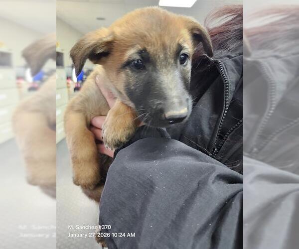 Medium Photo #1 Mutt Puppy For Sale in San Antonio, TX, USA