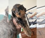 Puppy Mousse Bernedoodle mix (+ Poodle Standard)