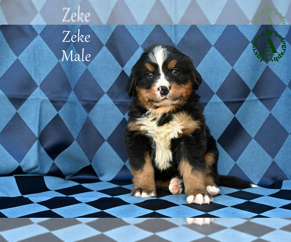 Medium Photo #5 Bernese Mountain Dog Puppy For Sale in HARRISONBURG, VA, USA