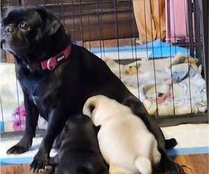 Mother of the Pug puppies born on 11/15/2023