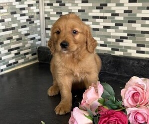 Golden Retriever Puppy for sale in THORP, WI, USA