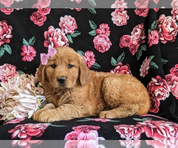 Medium Photo #5 Golden Retriever Puppy For Sale in CHRISTIANA, PA, USA
