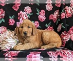 Small #4 Golden Retriever