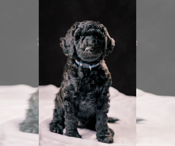 Medium Photo #1 Poodle (Standard) Puppy For Sale in SHORELINE, WA, USA
