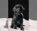 Image preview for Ad Listing. Nickname: Simon