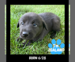 Small #7 Shepradors