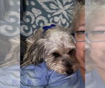 Small #6 Havanese