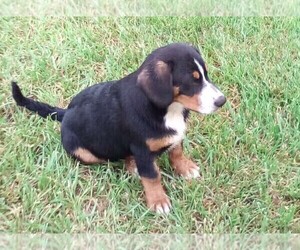 Entlebucher Mountain Dog Puppy for sale in LEWISBURG, OH, USA