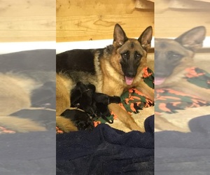Mother of the German Shepherd Dog puppies born on 11/24/2023