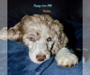Poodle (Standard) Litter for sale in POST FALLS, ID, USA