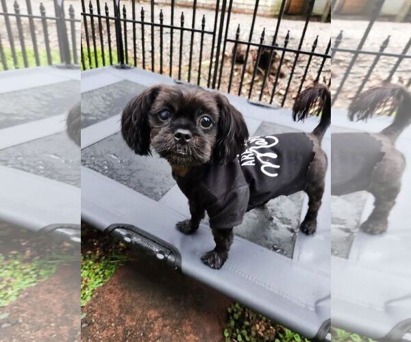 Medium Photo #3 Shih Tzu Puppy For Sale in Arlington, VA, USA