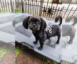 Small #2 Shih Tzu