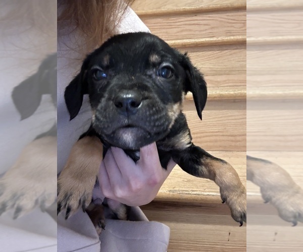 Medium Photo #25 American Pit Bull Terrier-Black Mouth Cur Mix Puppy For Sale in QUAKER HILL, CT, USA
