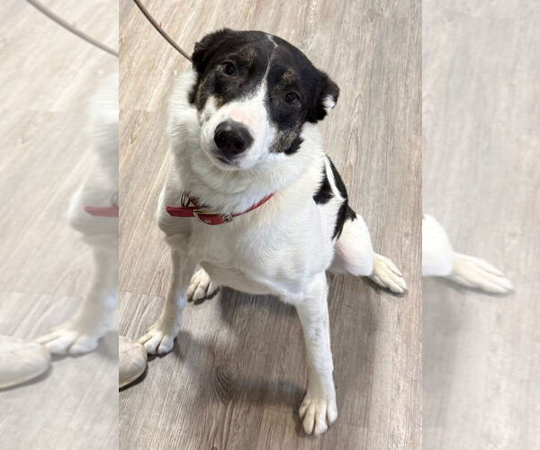 Medium Photo #3 Border Collie Puppy For Sale in Emmett, ID, USA