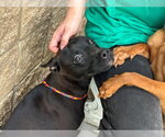 Small #1 Miniature Pinscher Mix