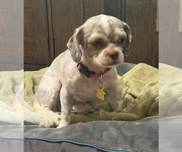 Medium Photo #2 Shih Tzu Puppy For Sale in Dallas, TX, USA