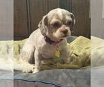 Small #1 Shih Tzu