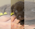 Puppy Max Labrador Retriever