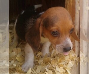 Beagle Puppy for sale in ALCOT, SC, USA