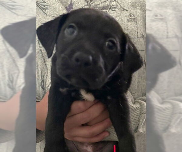 Medium Photo #1 Mutt Puppy For Sale in San Antonio, TX, USA