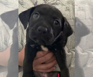 Mutt Dogs for adoption in San Antonio, TX, USA